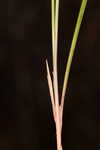 Gray's flatsedge